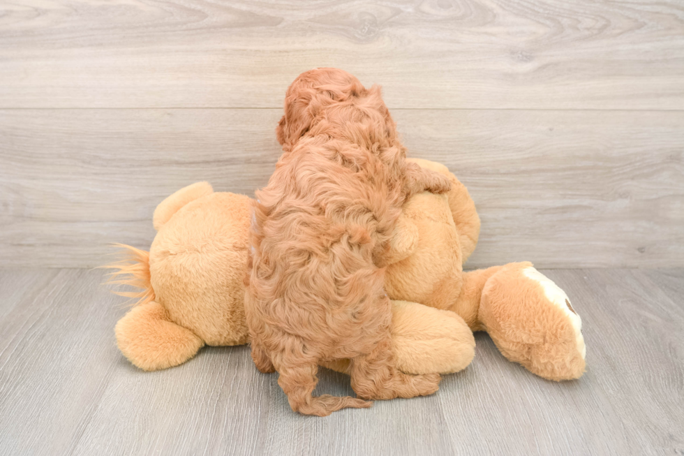 Cavapoo Puppy for Adoption