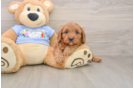 Friendly Cavapoo Baby