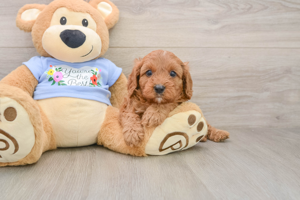 Friendly Cavapoo Baby