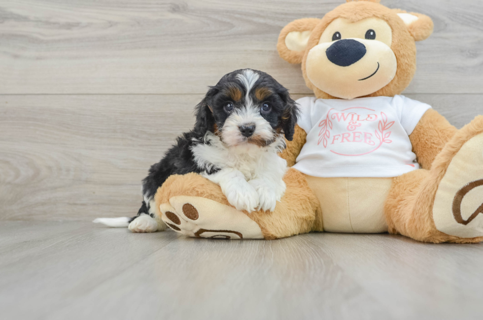 6 week old Cavapoo Puppy For Sale - Seaside Pups