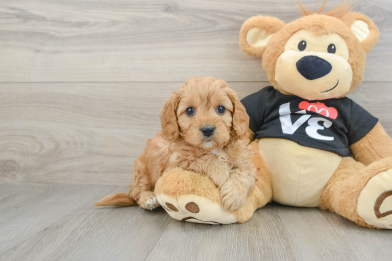 Meet Fitz - our Cavapoo Puppy Photo 1/3 - Seaside Pups