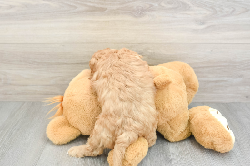 Meet Fitz - our Cavapoo Puppy Photo 2/3 - Seaside Pups