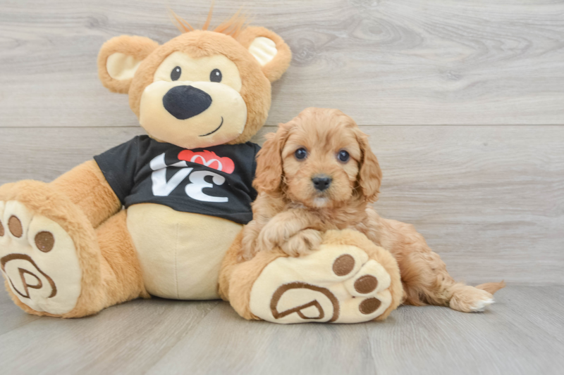 Meet Fitz - our Cavapoo Puppy Photo 3/3 - Seaside Pups