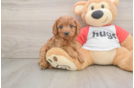 Best Cavapoo Baby