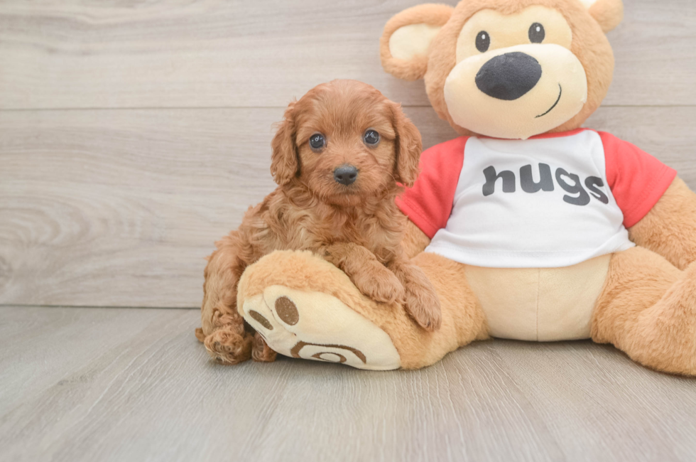 5 week old Cavapoo Puppy For Sale - Seaside Pups