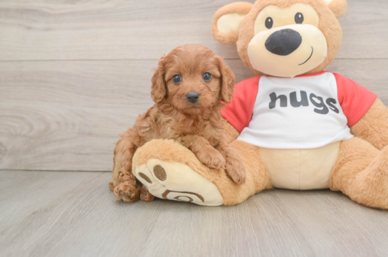Best Cavapoo Baby