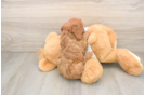 Cavapoo Pup Being Cute