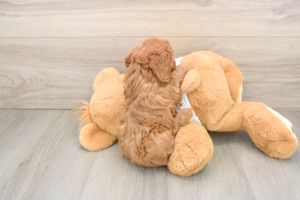 Cavapoo Pup Being Cute