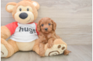 Best Cavapoo Baby
