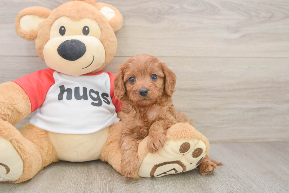 Best Cavapoo Baby