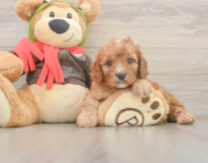 7 week old Cavapoo Puppy For Sale - Seaside Pups