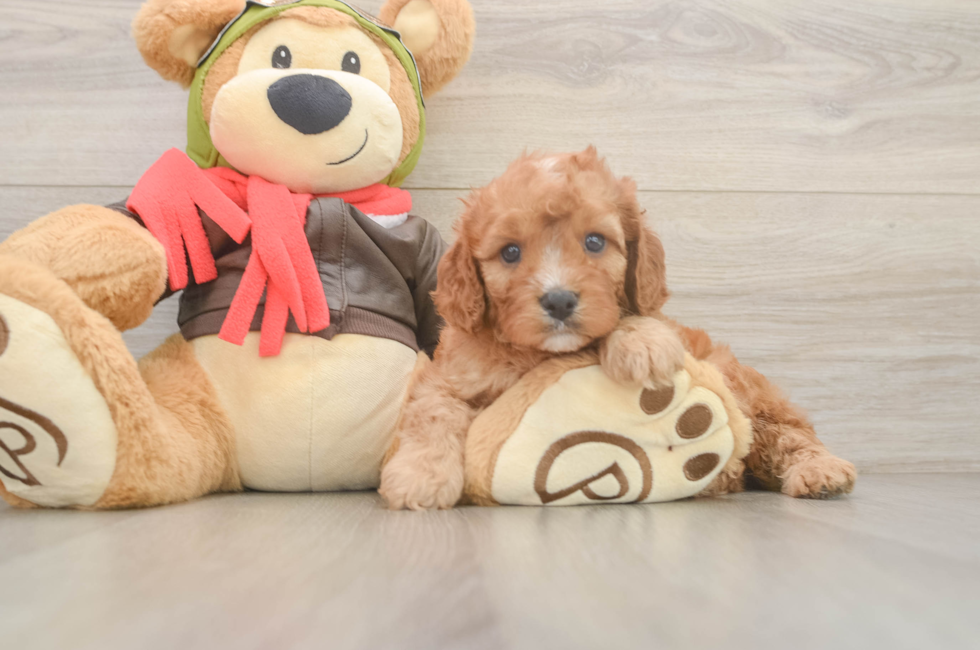 5 week old Cavapoo Puppy For Sale - Seaside Pups