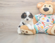 7 week old Cavapoo Puppy For Sale - Seaside Pups