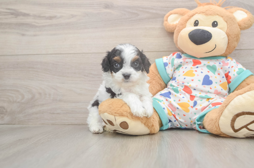 5 week old Cavapoo Puppy For Sale - Seaside Pups