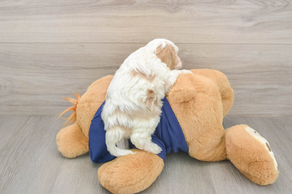 Cavapoo Puppy for Adoption