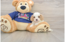 Cavapoo Puppy for Adoption