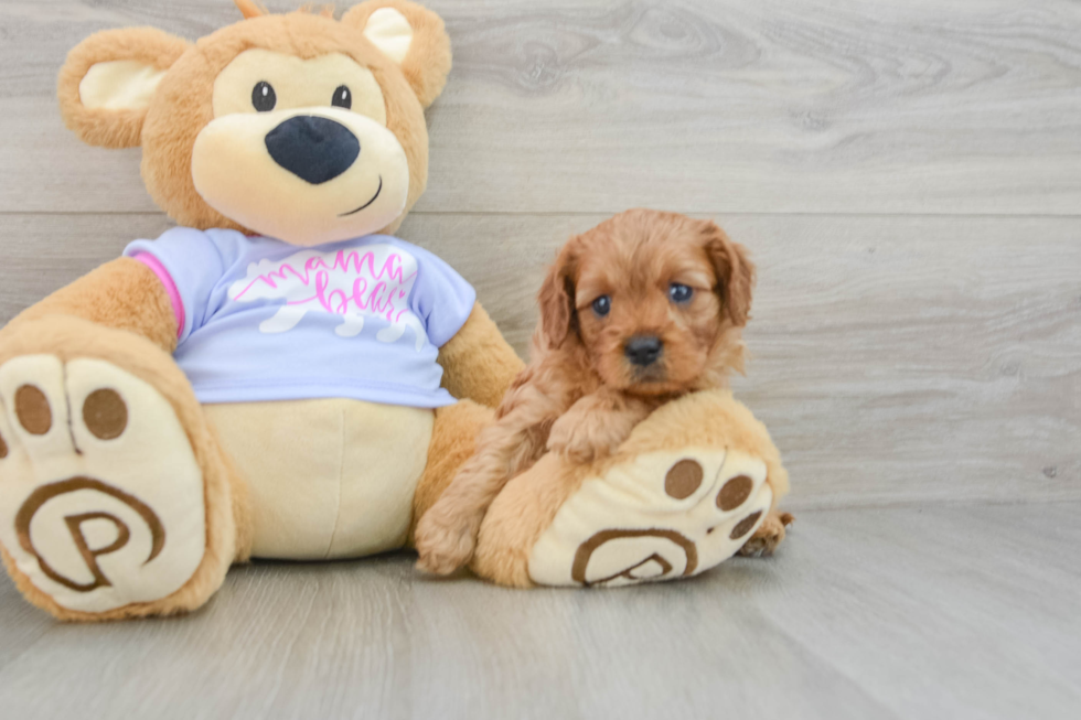 Cavapoo Pup Being Cute