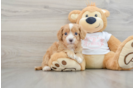 Cavapoo Puppy for Adoption