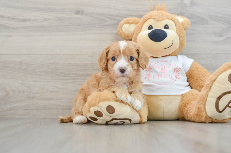 6 week old Cavapoo Puppy For Sale - Seaside Pups