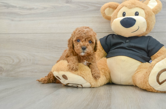 Cavapoo Pup Being Cute