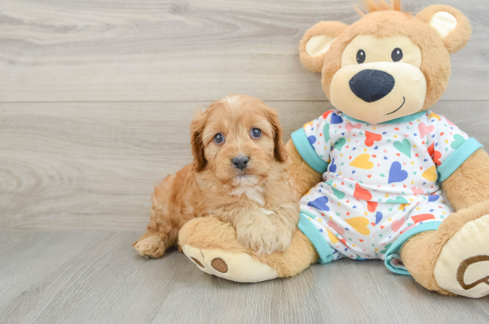 6 week old Cavapoo Puppy For Sale - Seaside Pups