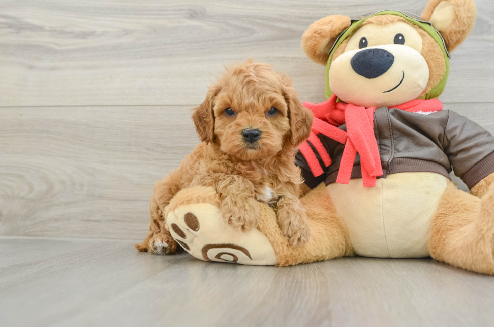 5 week old Cavapoo Puppy For Sale - Seaside Pups