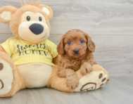 8 week old Cavapoo Puppy For Sale - Seaside Pups