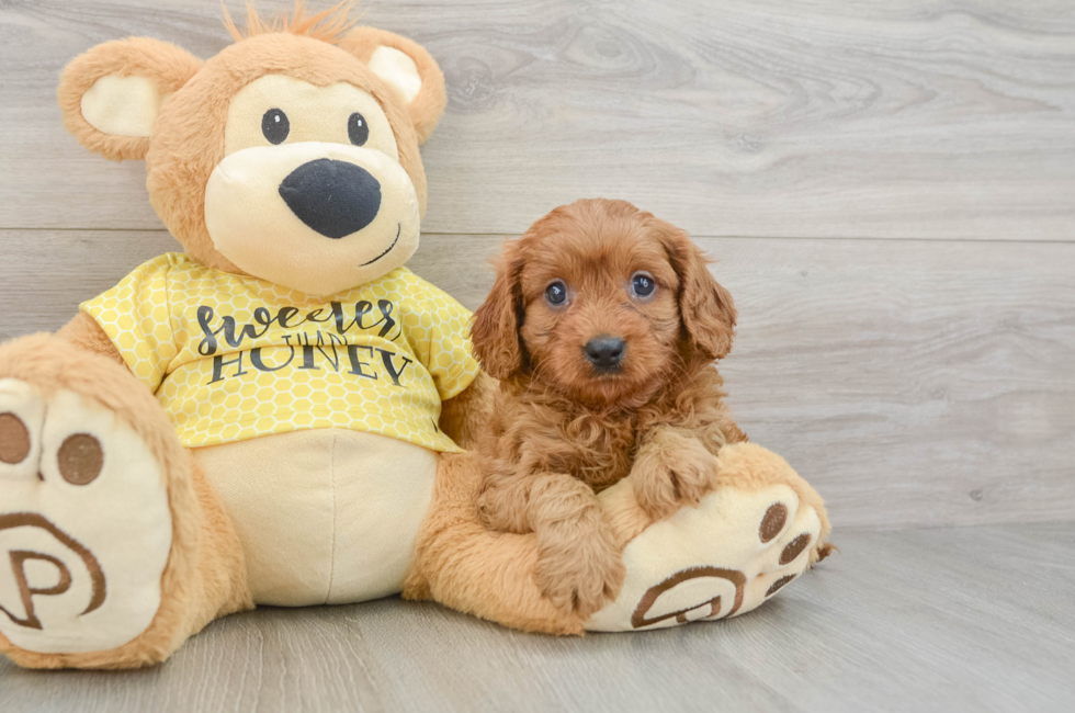 8 week old Cavapoo Puppy For Sale - Seaside Pups