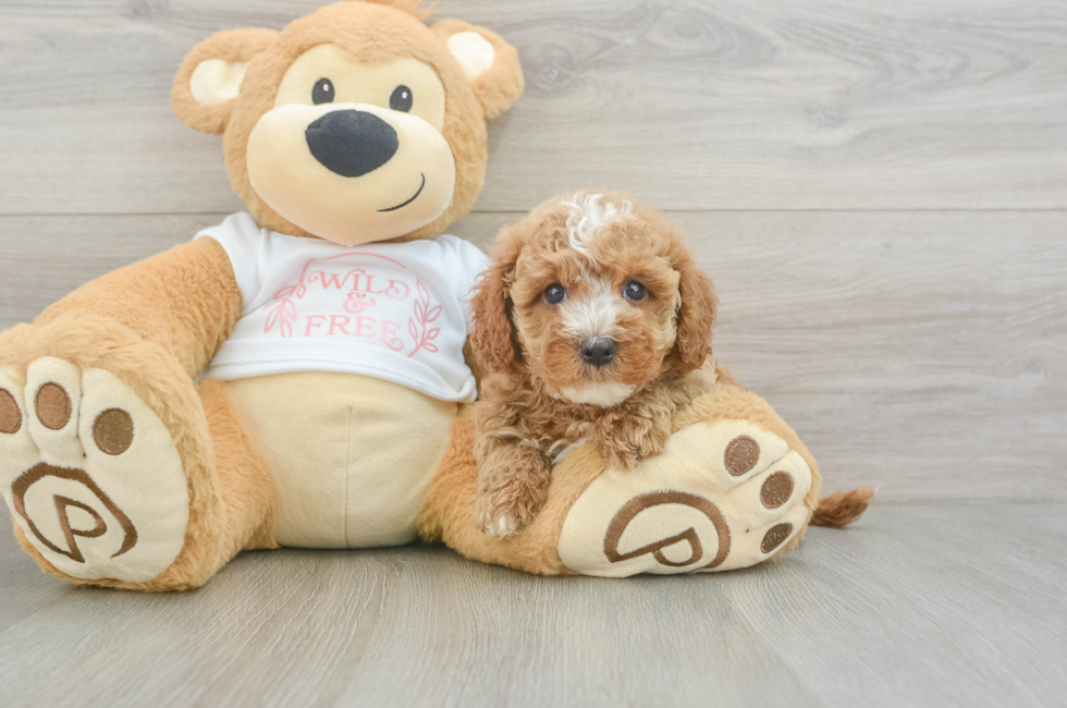 6 week old Cavapoo Puppy For Sale - Seaside Pups