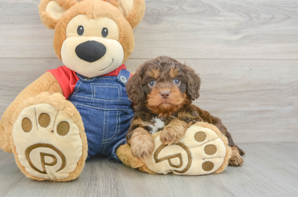 6 week old Cavapoo Puppy For Sale - Seaside Pups