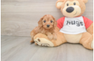 Cavapoo Puppy for Adoption