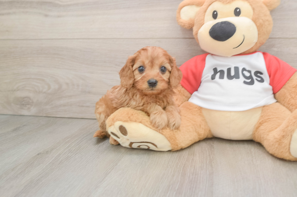5 week old Cavapoo Puppy For Sale - Seaside Pups