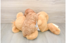 Friendly Cavapoo Baby