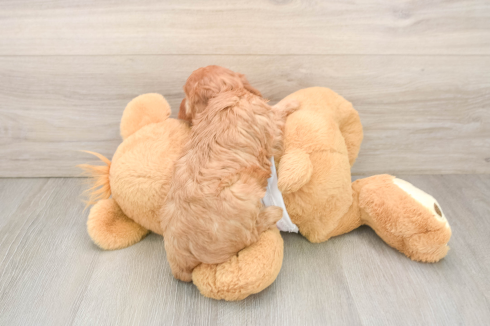 Friendly Cavapoo Baby