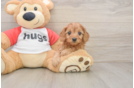 Cavapoo Puppy for Adoption