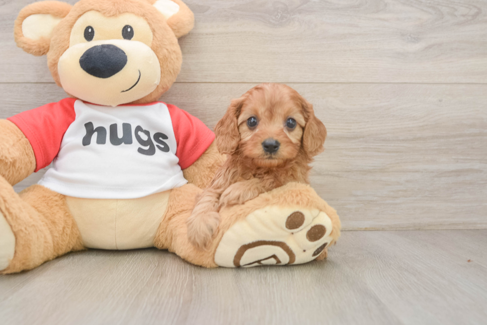 Cavapoo Puppy for Adoption