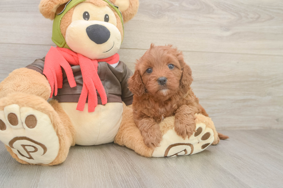 5 week old Cavapoo Puppy For Sale - Seaside Pups