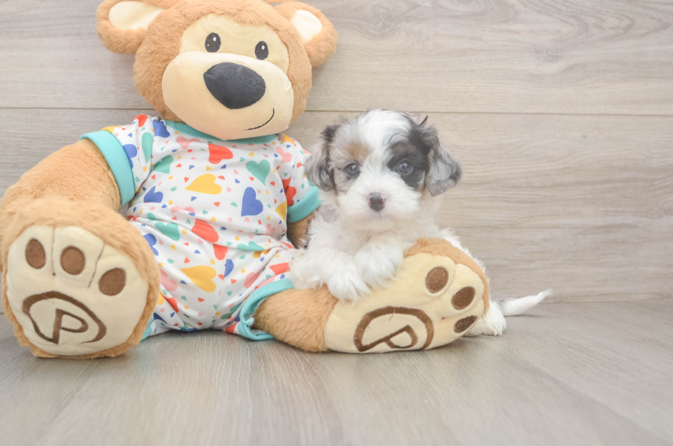 5 week old Cavapoo Puppy For Sale - Seaside Pups