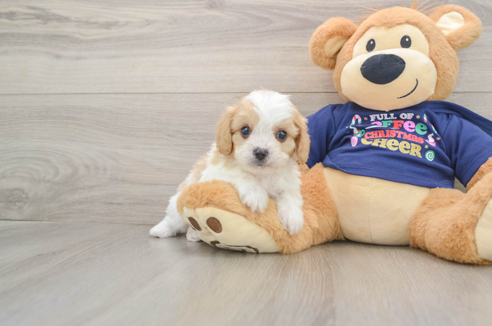 6 week old Cavapoo Puppy For Sale - Seaside Pups