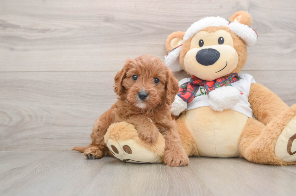 5 week old Cavapoo Puppy For Sale - Seaside Pups