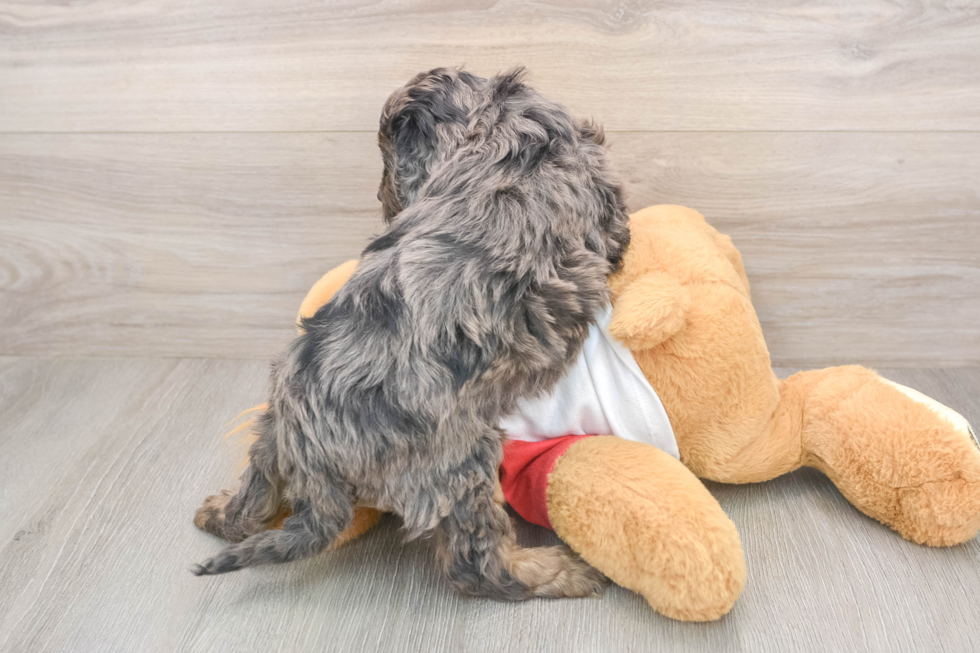 Playful Cavapoodle Poodle Mix Puppy