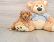 8 week old Cavapoo Puppy For Sale - Seaside Pups