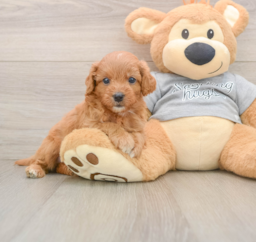 8 week old Cavapoo Puppy For Sale - Seaside Pups