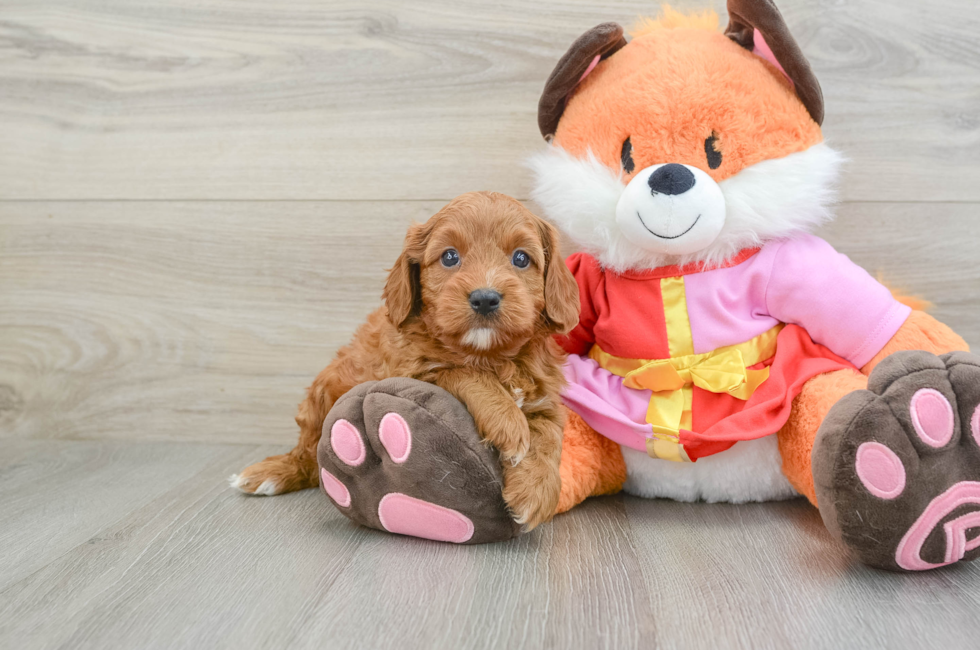 5 week old Cavapoo Puppy For Sale - Seaside Pups