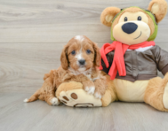 8 week old Cavapoo Puppy For Sale - Seaside Pups