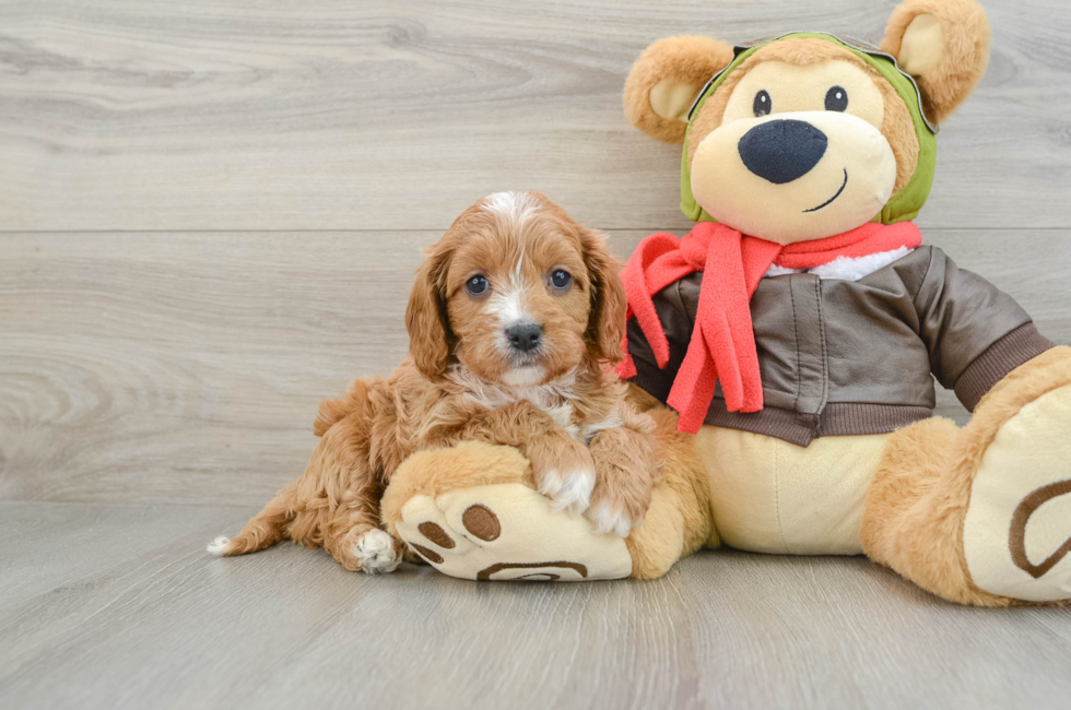 6 week old Cavapoo Puppy For Sale - Seaside Pups