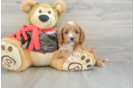 Cavapoo Puppy for Adoption