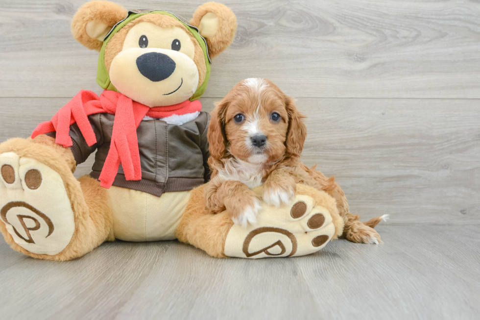 Cavapoo Puppy for Adoption