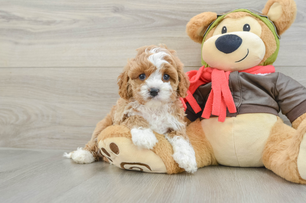5 week old Cavapoo Puppy For Sale - Seaside Pups