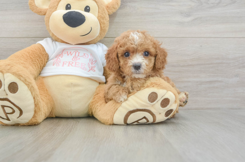6 week old Cavapoo Puppy For Sale - Seaside Pups